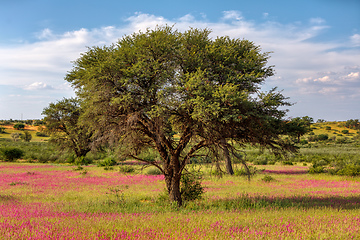 Image showing Flowering Kalahari desert South Africa wilderness