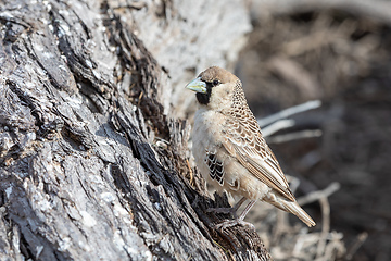 Image showing Sociable Weaver Bird at Kgalagadi