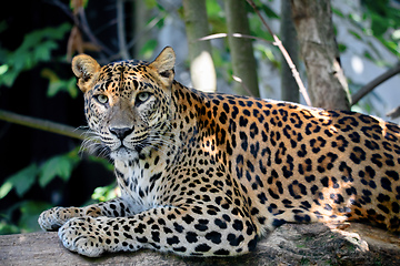 Image showing Sri Lanka Ceylon Leopard, Panthera pardus kotiya