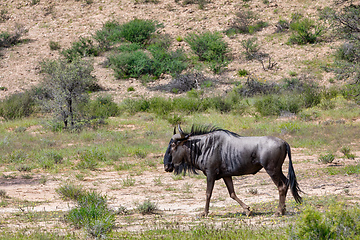 Image showing Blue Wildebeest in Kalahari, South Africa