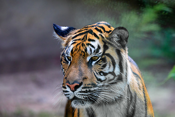 Image showing Sumatran Tiger, Panthera tigris sumatrae