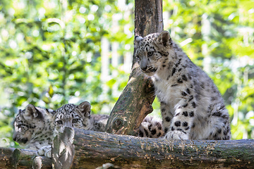 Image showing cute kitten of Snow Leopard cat, Irbis