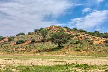 Image showing Green Kalahari desert South Africa wilderness