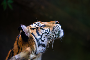 Image showing Sumatran Tiger, Panthera tigris sumatrae