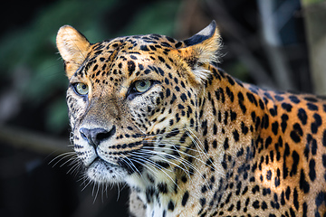 Image showing Sri Lanka Ceylon Leopard, Panthera pardus kotiya