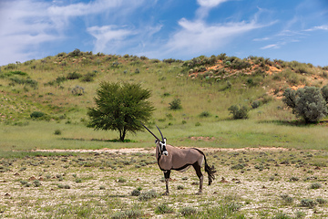 Image showing Gemsbok, Oryx gazella in Kalahari