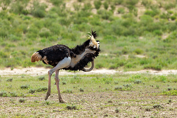 Image showing Ostrich, in Kalahari,South Africa wildlife safari