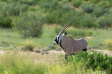Image showing Gemsbok, Oryx gazella in Kalahari