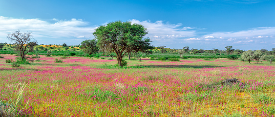 Image showing Flowering Kalahari desert South Africa wilderness