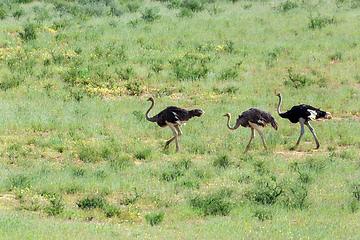 Image showing Ostrich, in Kalahari,South Africa wildlife safari