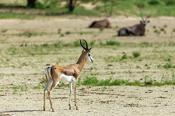 Image showing Springbok in kalahari, South Africa wildlife