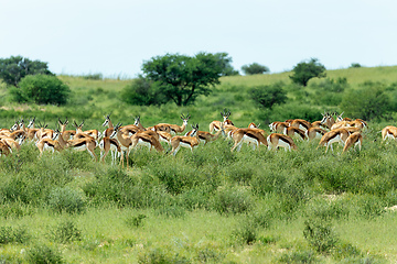 Image showing herd of Springbok in kalahari, South Africa wildlife