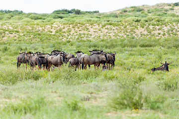 Image showing Blue Wildebeest in Kalahari, South Africa