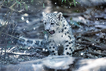 Image showing cute kitten of Snow Leopard cat, Irbis