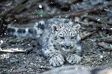Image showing cute kitten of Snow Leopard cat, Irbis