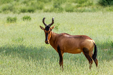 Image showing Red Hartebeest in Kalahari South Africa