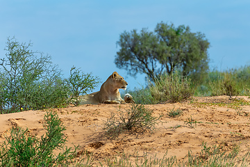 Image showing Female Lion Lying in Kalahari desert, South Africa wildlife