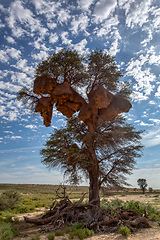 Image showing African sociable weaver big nest on tree