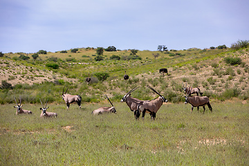 Image showing Gemsbok, Oryx gazella in Kalahari