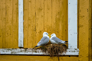 Image showing Seagull bird close up