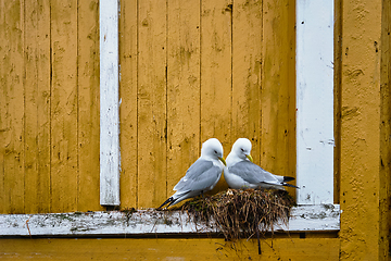 Image showing Seagull bird close up