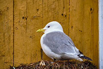 Image showing Seagull bird close up