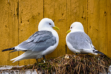 Image showing Seagull bird close up