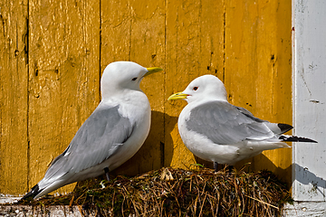 Image showing Seagull bird close up