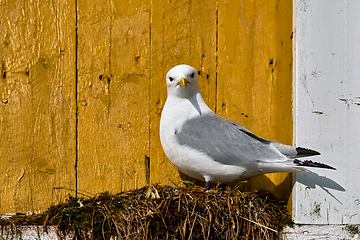 Image showing Seagull bird close up