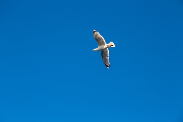 Image showing Gull against the sky