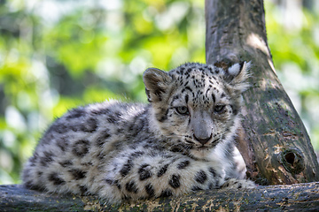 Image showing cute kitten of Snow Leopard cat, Irbis