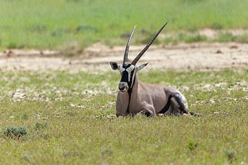 Image showing Gemsbok, Oryx gazella in Kalahari