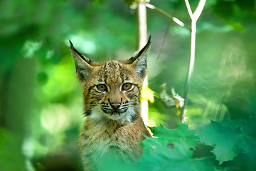 Image showing cute small kitten of Lynx Lynx