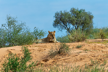 Image showing Female Lion Lying in Kalahari desert, South Africa wildlife