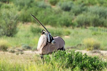 Image showing Gemsbok, Oryx gazelle in Kalahari