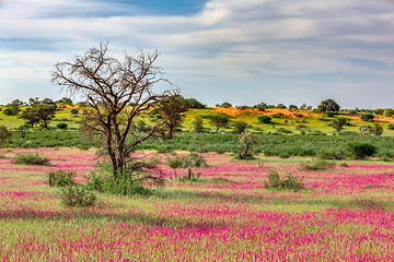 Image showing Flowering Kalahari desert South Africa wilderness