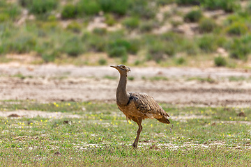 Image showing Kori Bustard Kalahari South Africa