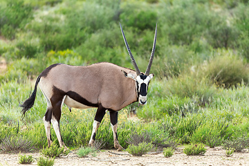 Image showing Gemsbok, Oryx gazella in Kalahari