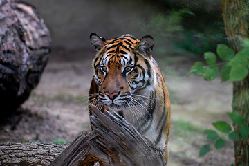 Image showing Sumatran Tiger, Panthera tigris sumatrae