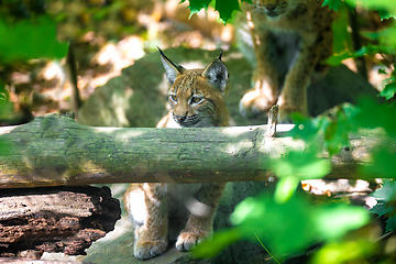 Image showing cute small kitten of Lynx Lynx