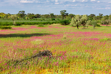 Image showing Flowering Kalahari desert South Africa wilderness