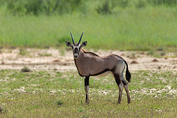 Image showing Gemsbok baby, Oryx gazella in Kalahari