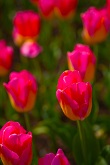 Image showing colorful tulips field