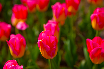 Image showing colorful tulips field