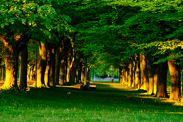 Image showing Green alley with trees with lush leaves foliage in summer on sunset