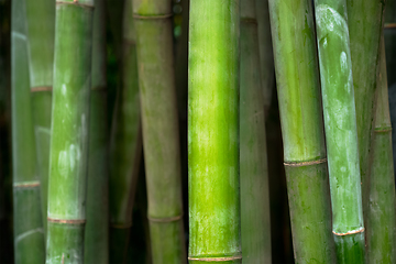 Image showing Bamboo close up in bamboo grove