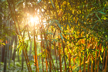 Image showing Sun shining through bamboo leaves