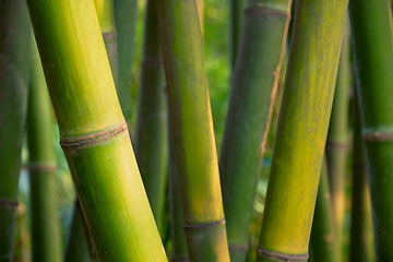 Image showing Bamboo close up in bamboo grove