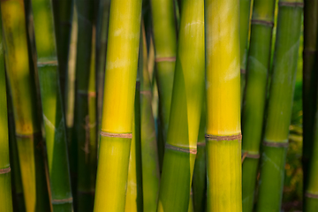 Image showing Bamboo close up in bamboo grove