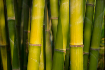 Image showing Bamboo close up in bamboo grove